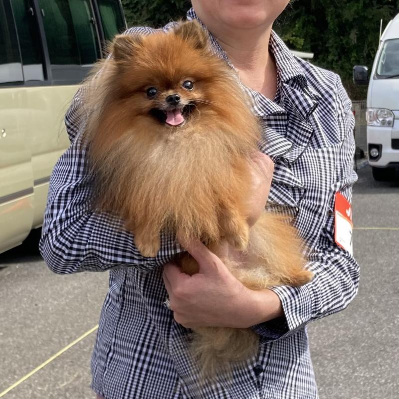 販売中の千葉県のポメラニアン-450256の3枚目