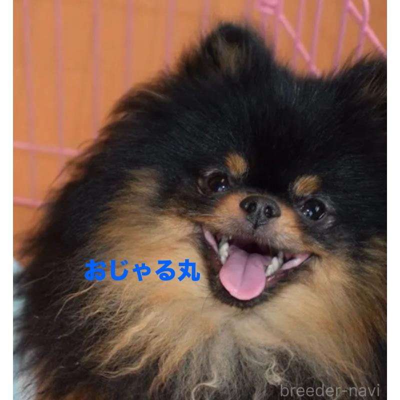 販売中の千葉県のポメラニアン-450256の2枚目
