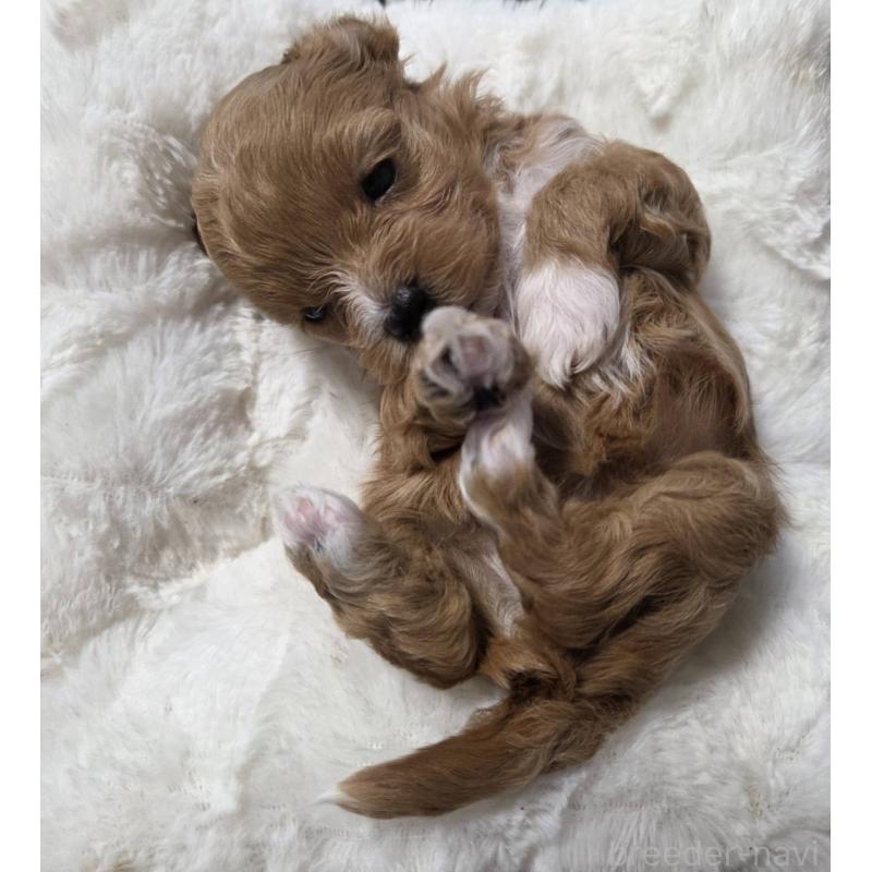 販売中の福岡県のマルプー:マルチーズ×トイプードル-450257の2枚目