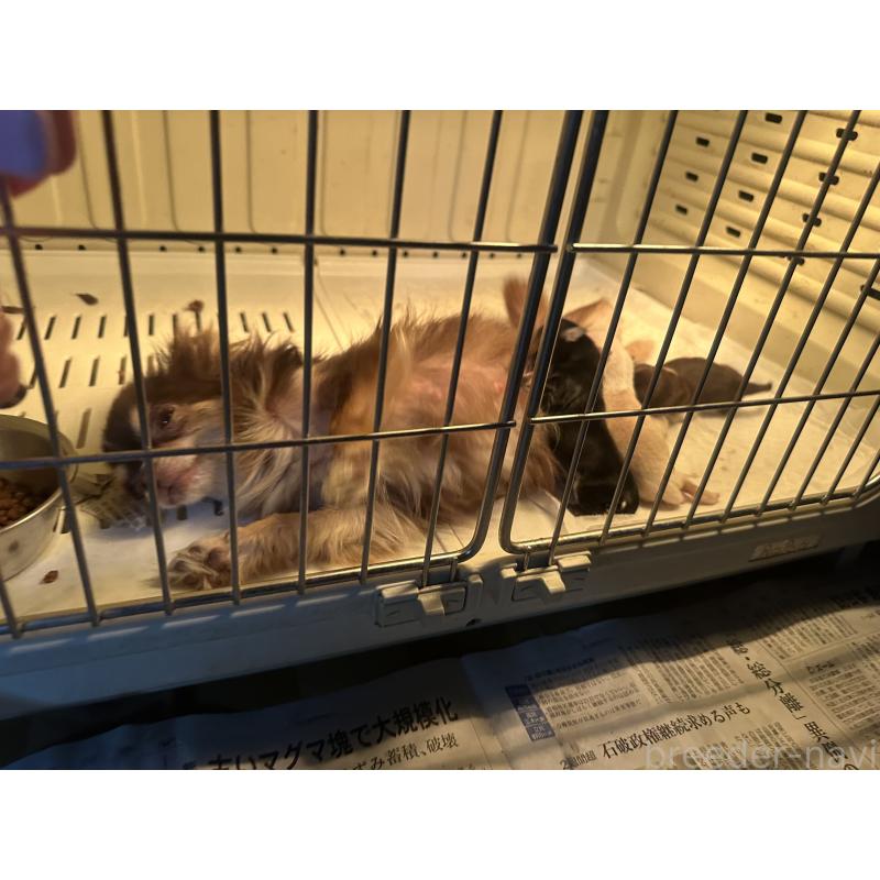 販売中ののチワワ(ロングコート)-450261