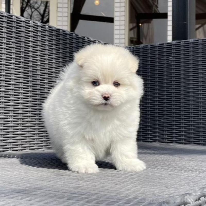 販売中の山梨県のポメマル:ポメラニアン×マルチーズ-450262の8枚目
