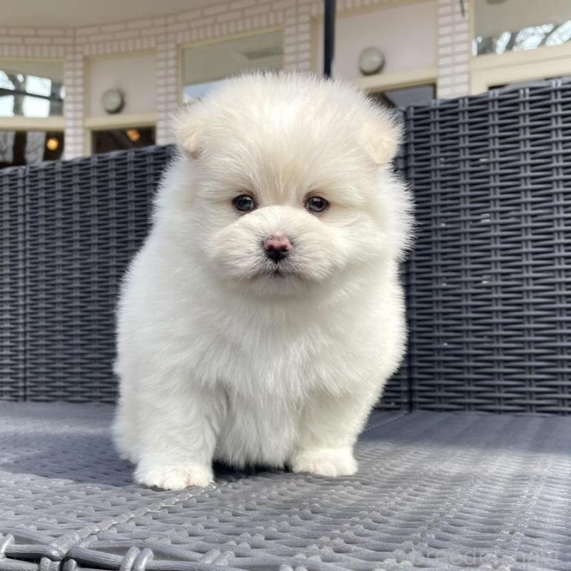 販売中の山梨県のポメマル:ポメラニアン×マルチーズ-450262の7枚目