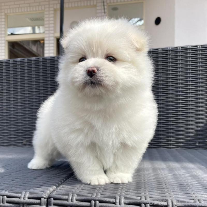 販売中の山梨県のポメマル:ポメラニアン×マルチーズ-450262の6枚目