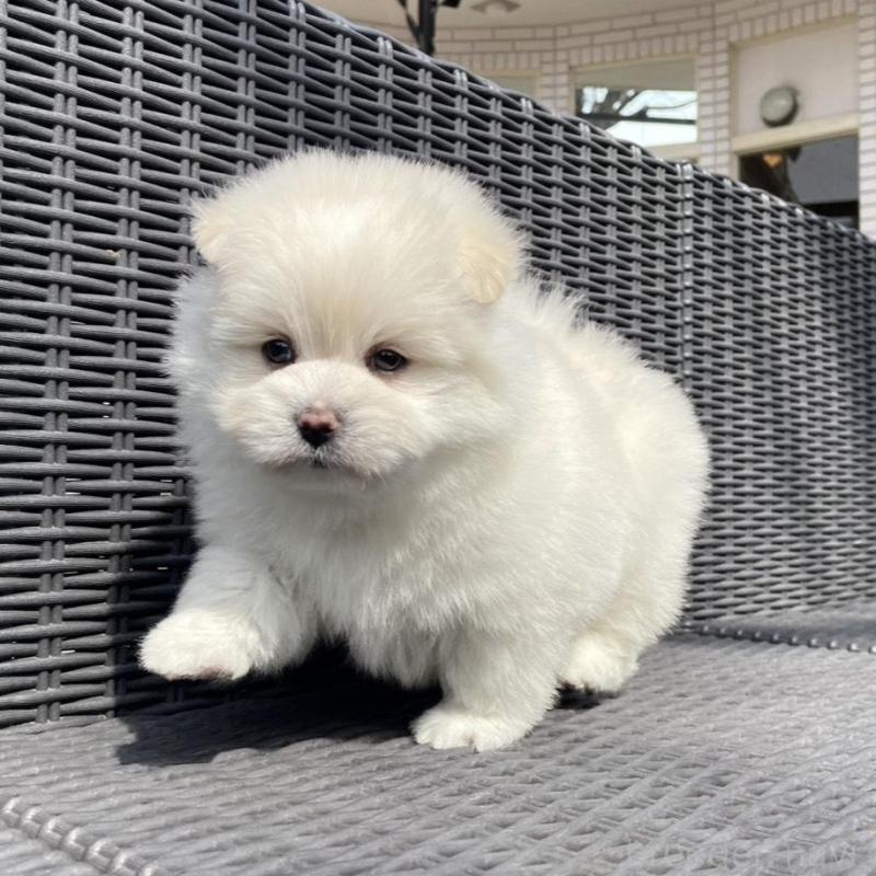 販売中の山梨県のポメマル:ポメラニアン×マルチーズ-450262の5枚目