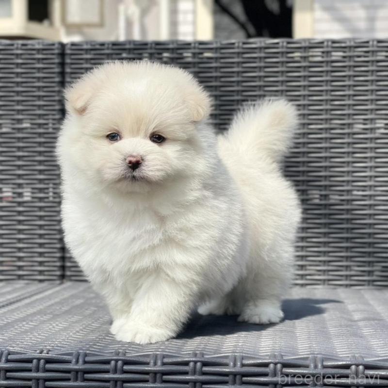 販売中の山梨県のポメマル:ポメラニアン×マルチーズ-450262の4枚目