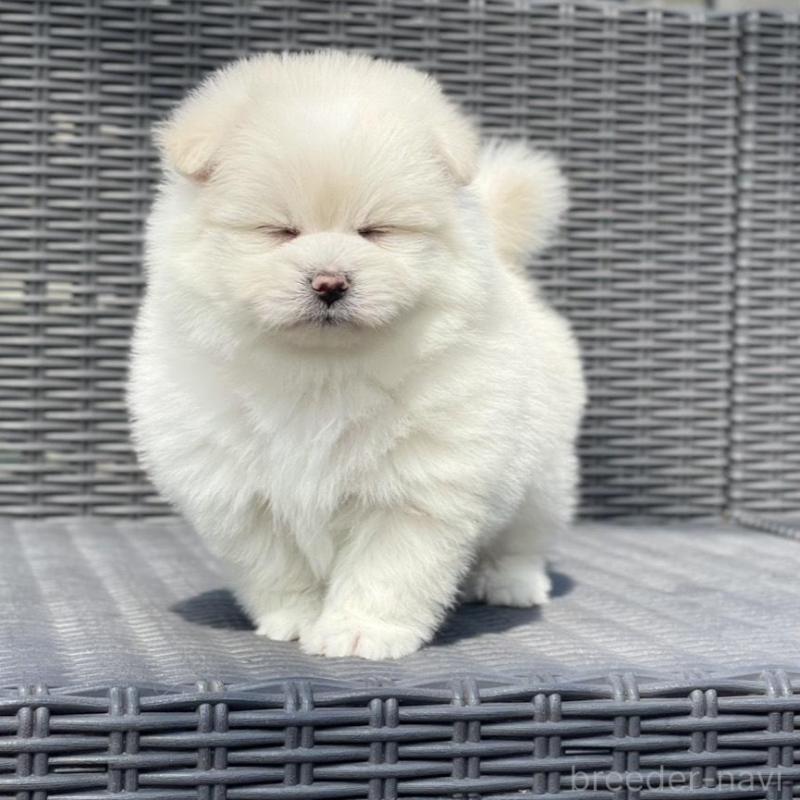 販売中の山梨県のポメマル:ポメラニアン×マルチーズ-450262の3枚目