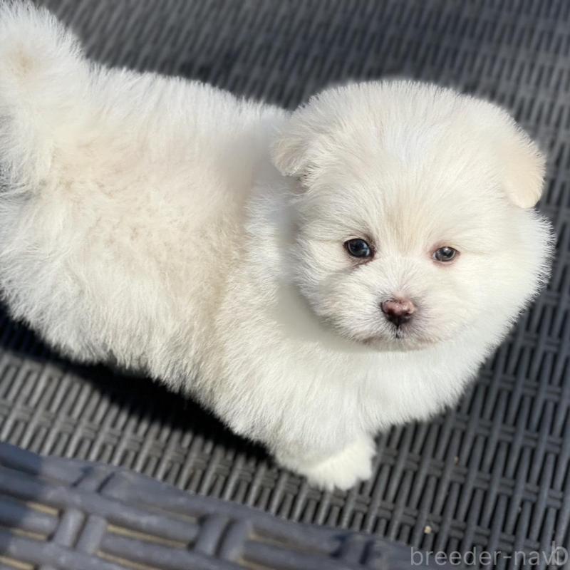 販売中の山梨県のポメマル:ポメラニアン×マルチーズ-450262の2枚目