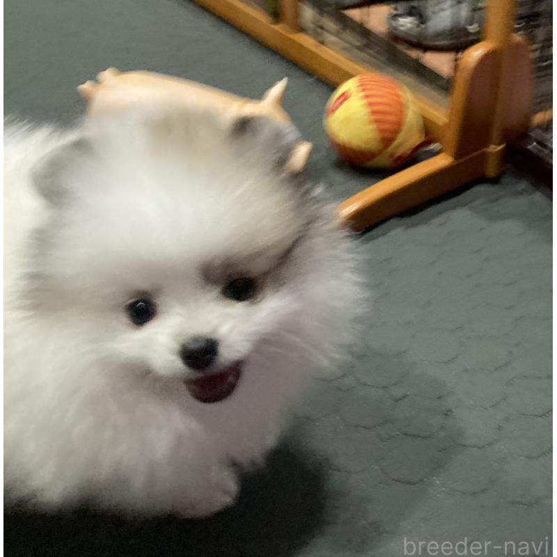 販売中の福岡県のポメラニアン-450264の9枚目