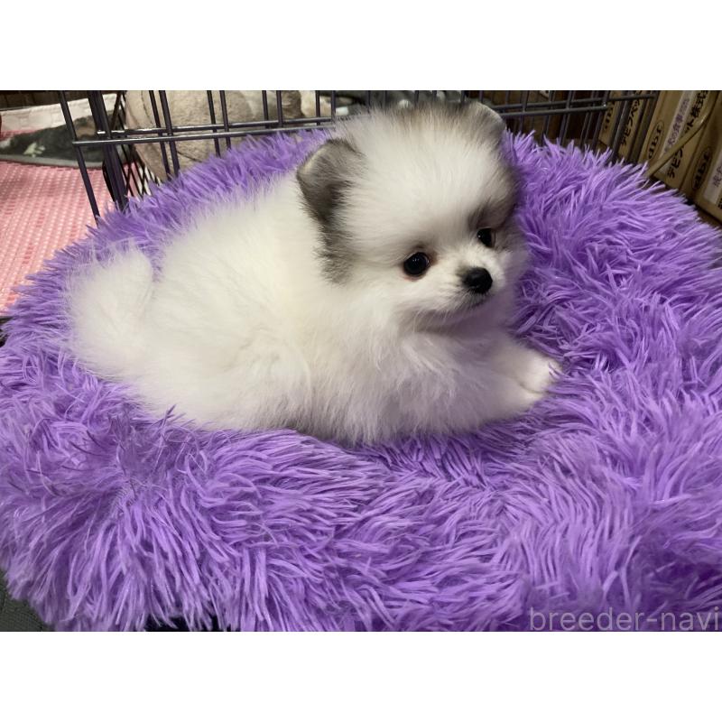 販売中の福岡県のポメラニアン-450264の8枚目