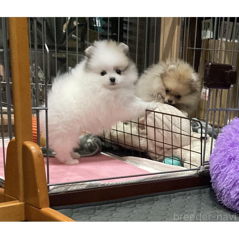 販売中の福岡県のポメラニアン-450264の7枚目