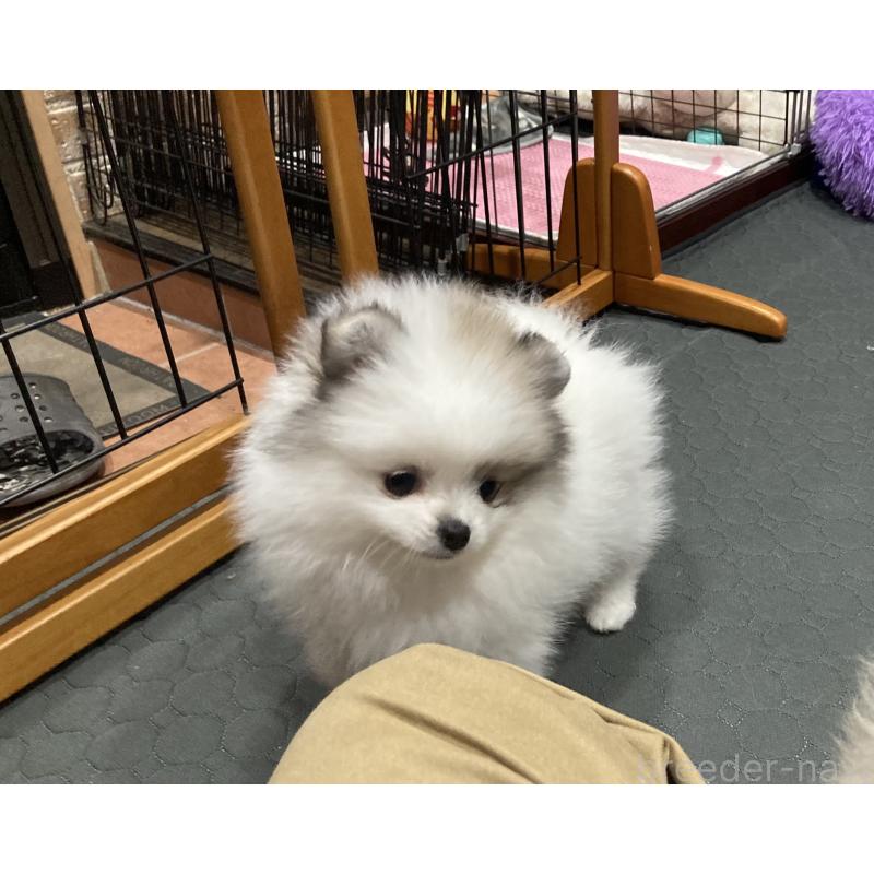 販売中の福岡県のポメラニアン-450264の6枚目