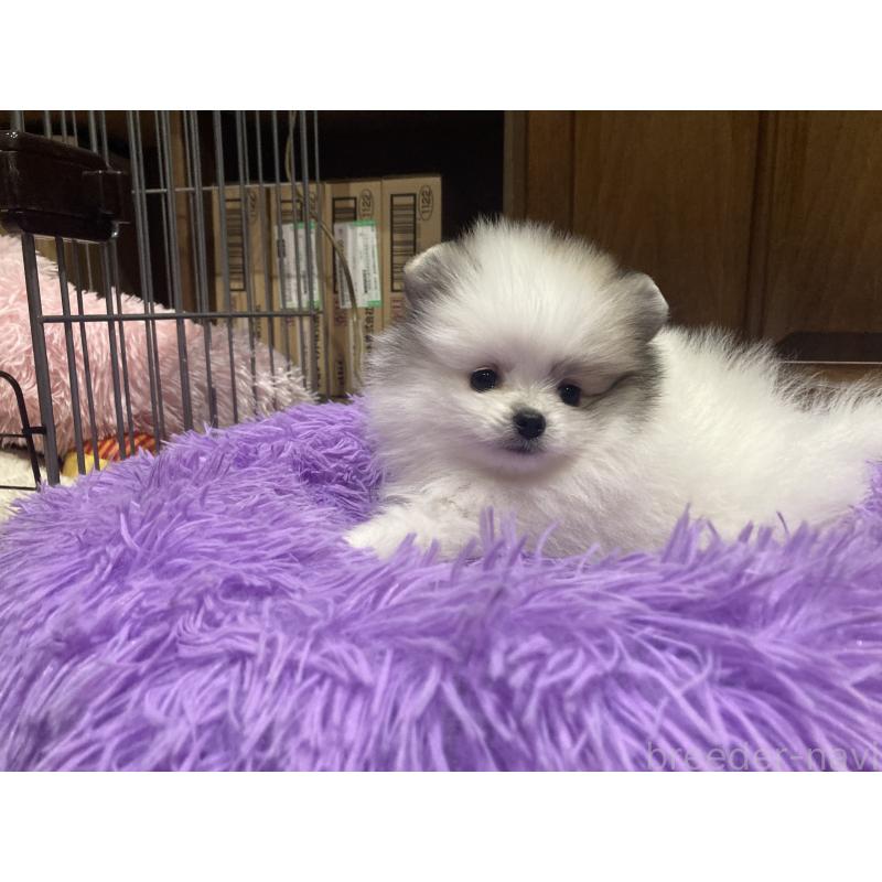 販売中の福岡県のポメラニアン-450264の5枚目