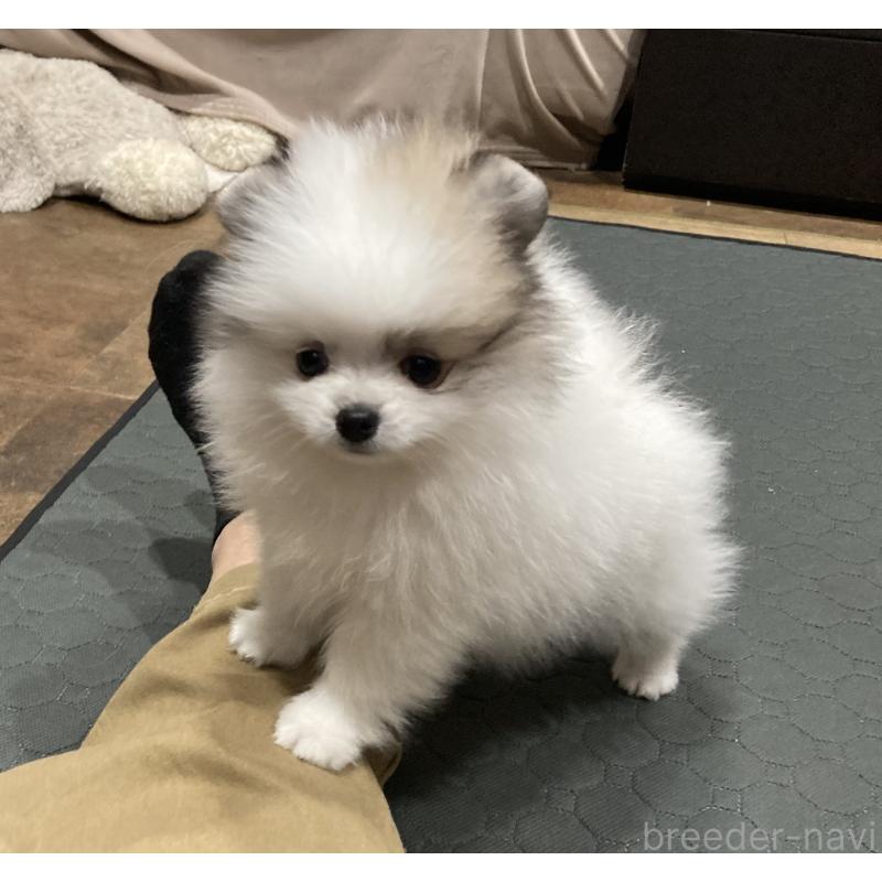 販売中の福岡県のポメラニアン-450264の4枚目