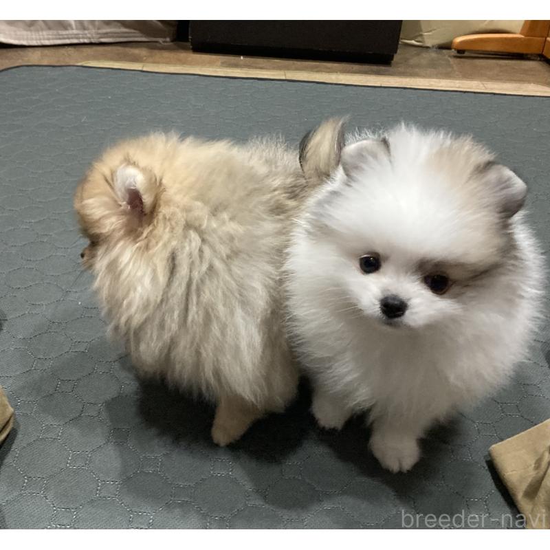 販売中の福岡県のポメラニアン-450264の3枚目