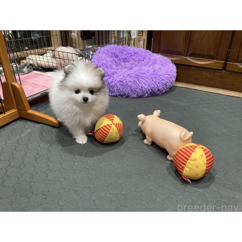 販売中の福岡県のポメラニアン-450264の2枚目