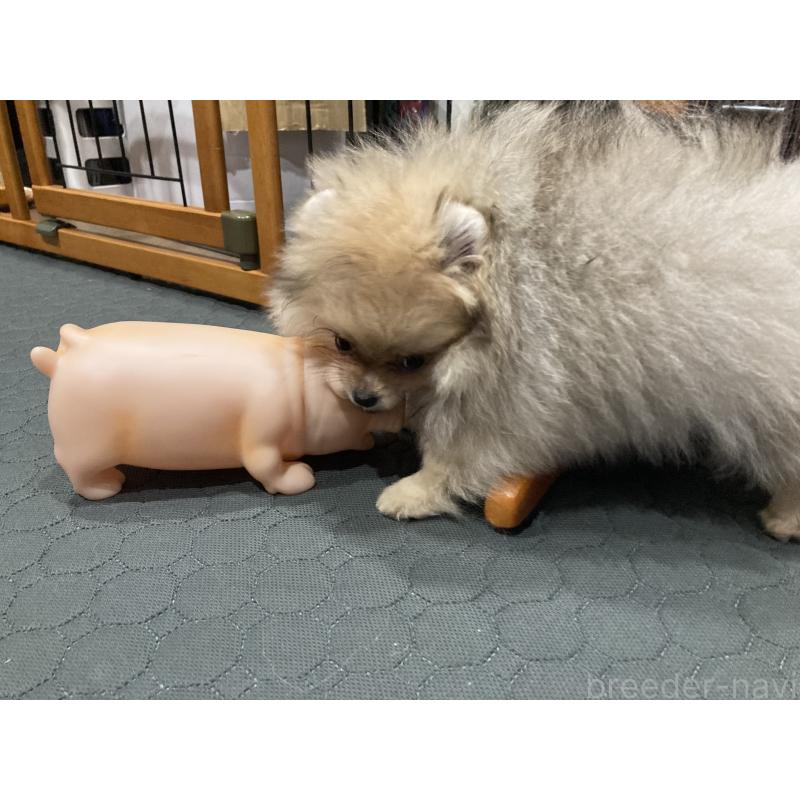 販売中の福岡県のポメラニアン-450265の6枚目