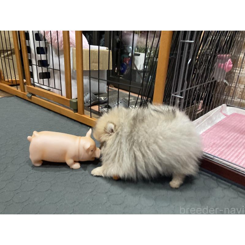 販売中の福岡県のポメラニアン-450265の5枚目