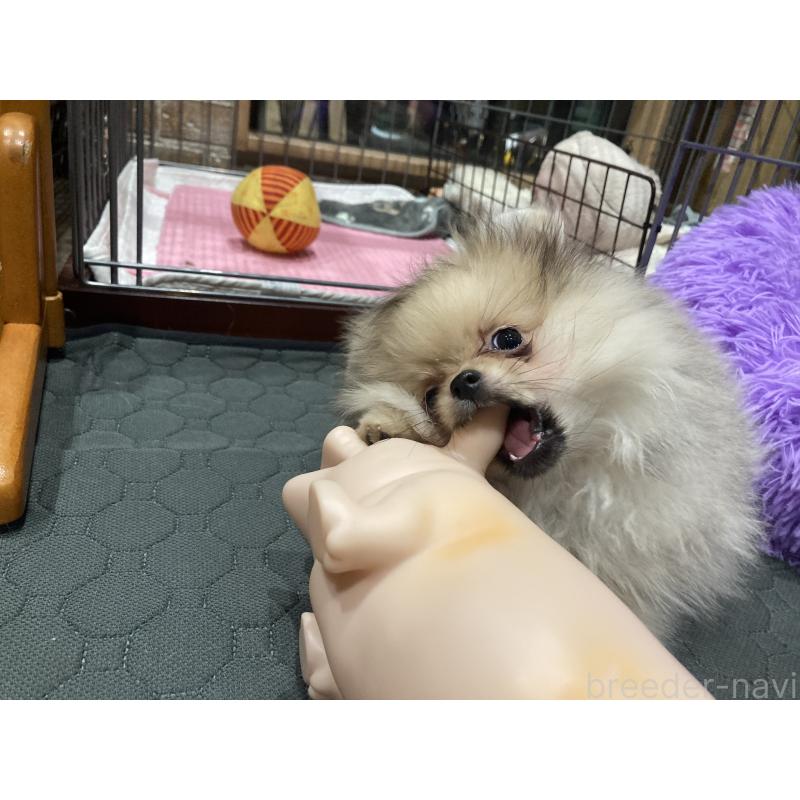 販売中の福岡県のポメラニアン-450265の4枚目