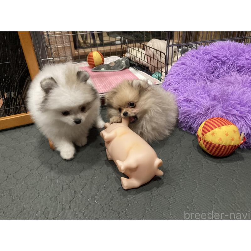 販売中の福岡県のポメラニアン-450265の2枚目