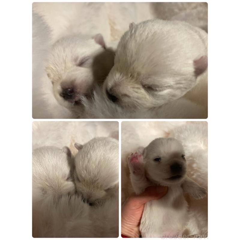 販売中の福岡県のウエストハイランドホワイトテリア(ウエスティ)-450266の1枚目