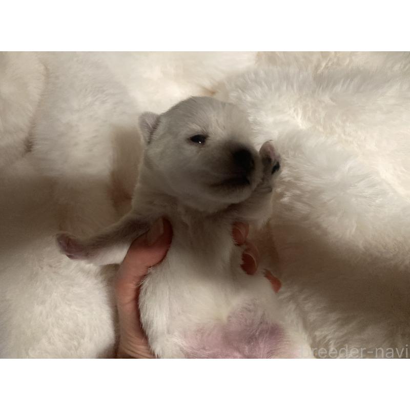 販売中の福岡県のウエストハイランドホワイトテリア(ウエスティ)-450266の6枚目