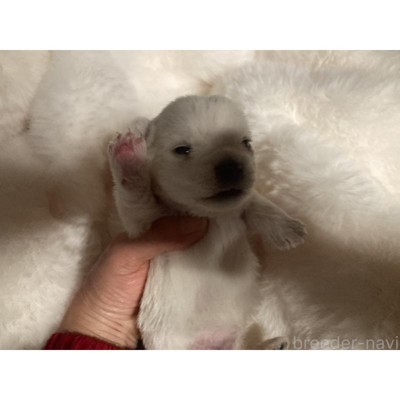 販売中の福岡県のウエストハイランドホワイトテリア(ウエスティ)-450266の4枚目