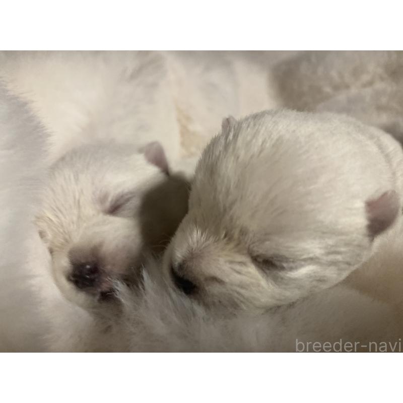 販売中の福岡県のウエストハイランドホワイトテリア(ウエスティ)-450266の3枚目