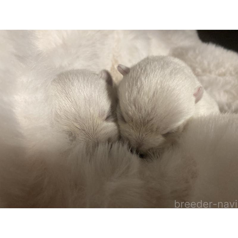 販売中の福岡県のウエストハイランドホワイトテリア(ウエスティ)-450266の2枚目