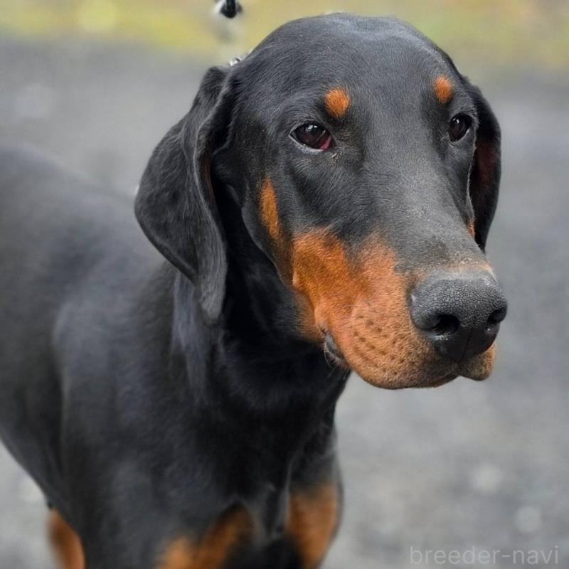 販売中の茨城県のドーベルマン-448655