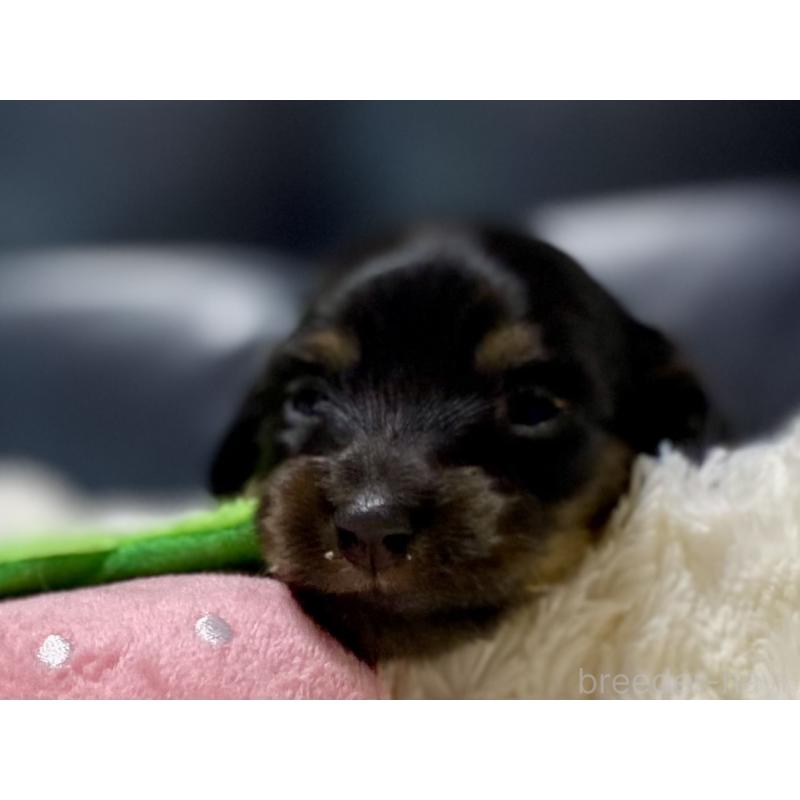 販売中の岐阜県のミニチュアダックスフンド(ロングヘアード)-450267の6枚目