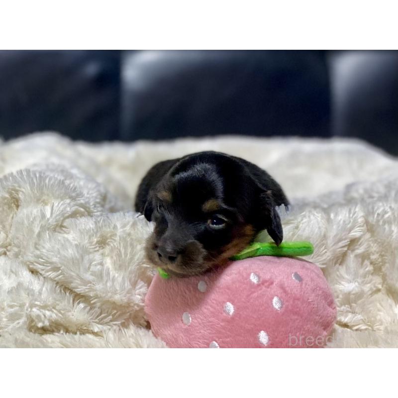 販売中の岐阜県のミニチュアダックスフンド(ロングヘアード)-450267の5枚目