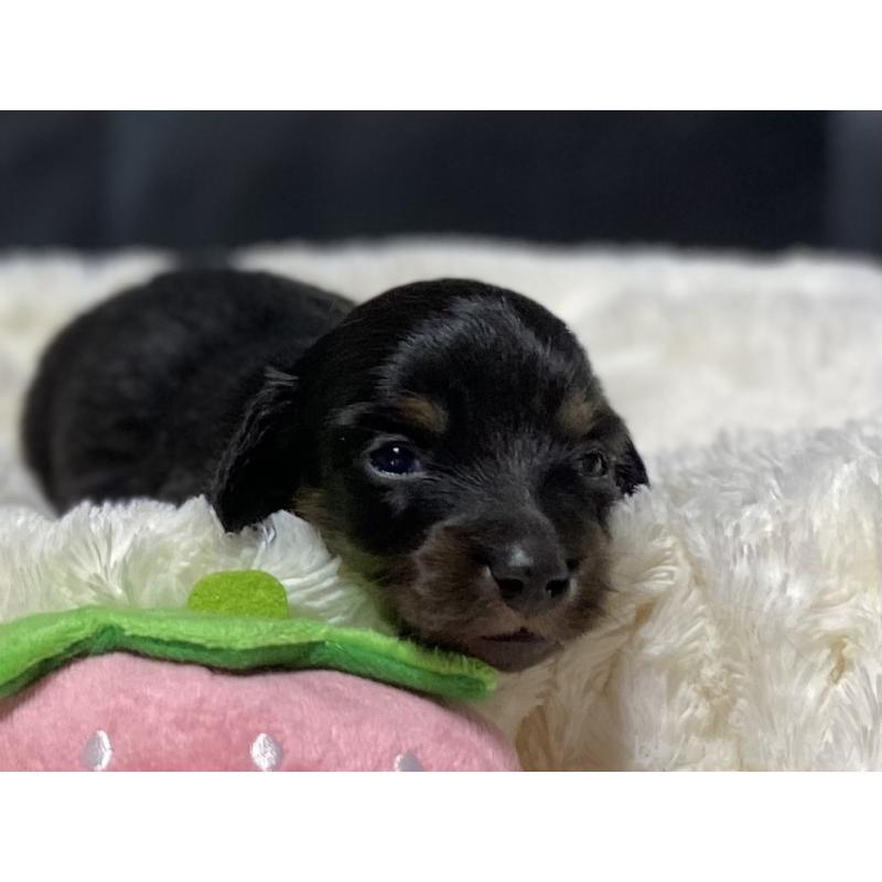 販売中の岐阜県のミニチュアダックスフンド(ロングヘアード)-450267の4枚目