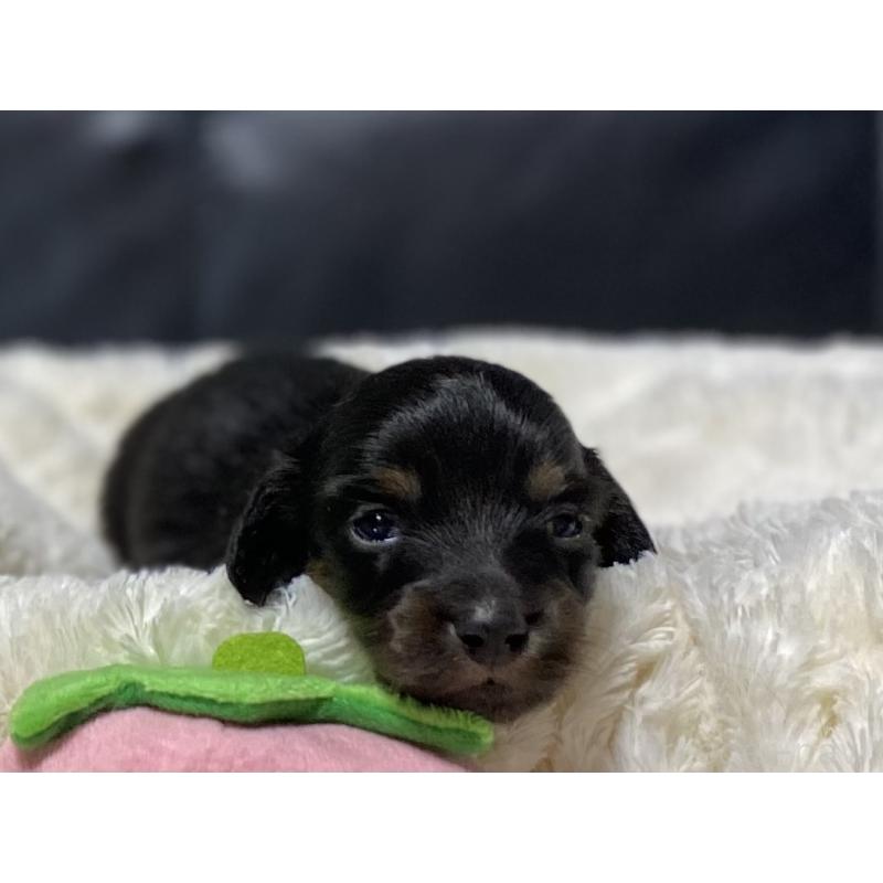 販売中の岐阜県のミニチュアダックスフンド(ロングヘアード)-450267の3枚目