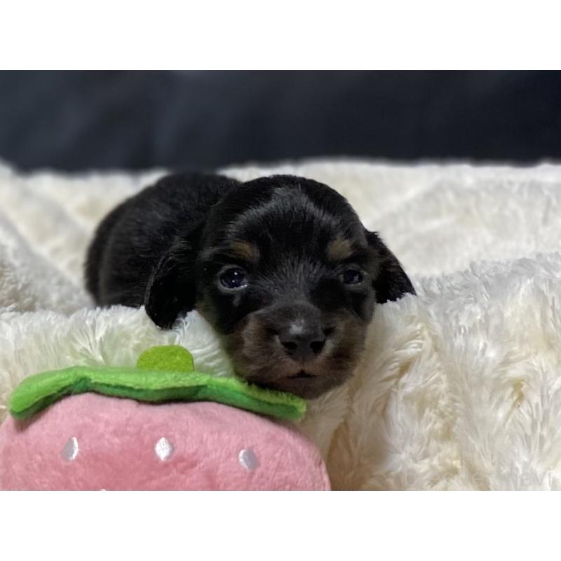 販売中の岐阜県のミニチュアダックスフンド(ロングヘアード)-450267の2枚目