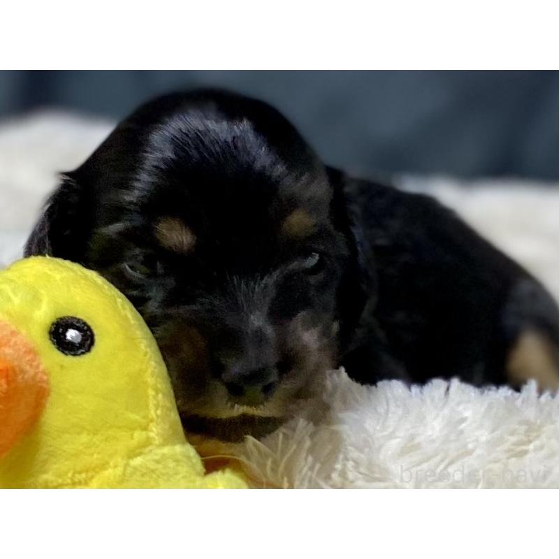 商談中の岐阜県のミニチュアダックスフンド(ロングヘアード)-450268の1枚目