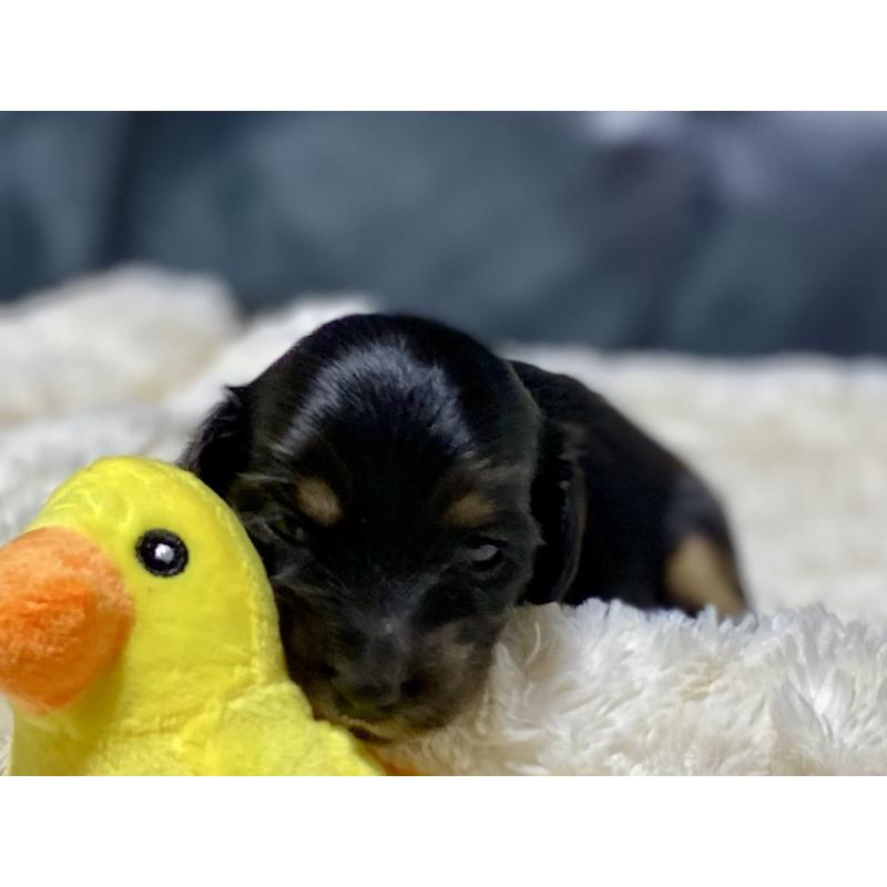 商談中の岐阜県のミニチュアダックスフンド(ロングヘアード)-450268の5枚目