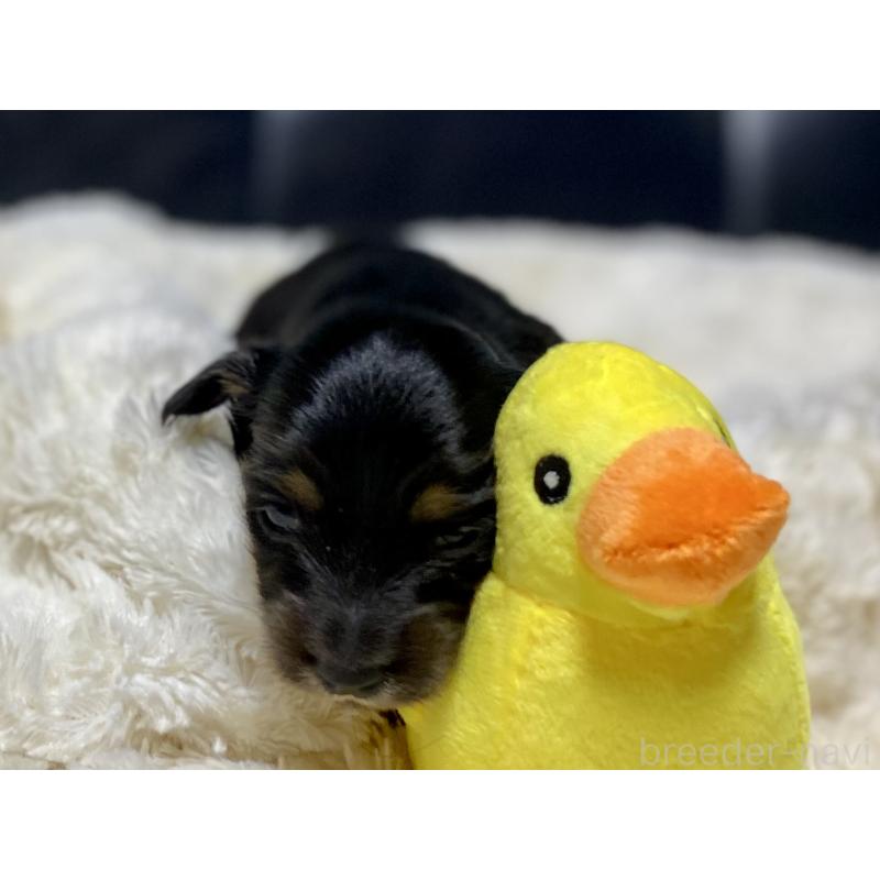 商談中の岐阜県のミニチュアダックスフンド(ロングヘアード)-450268の4枚目