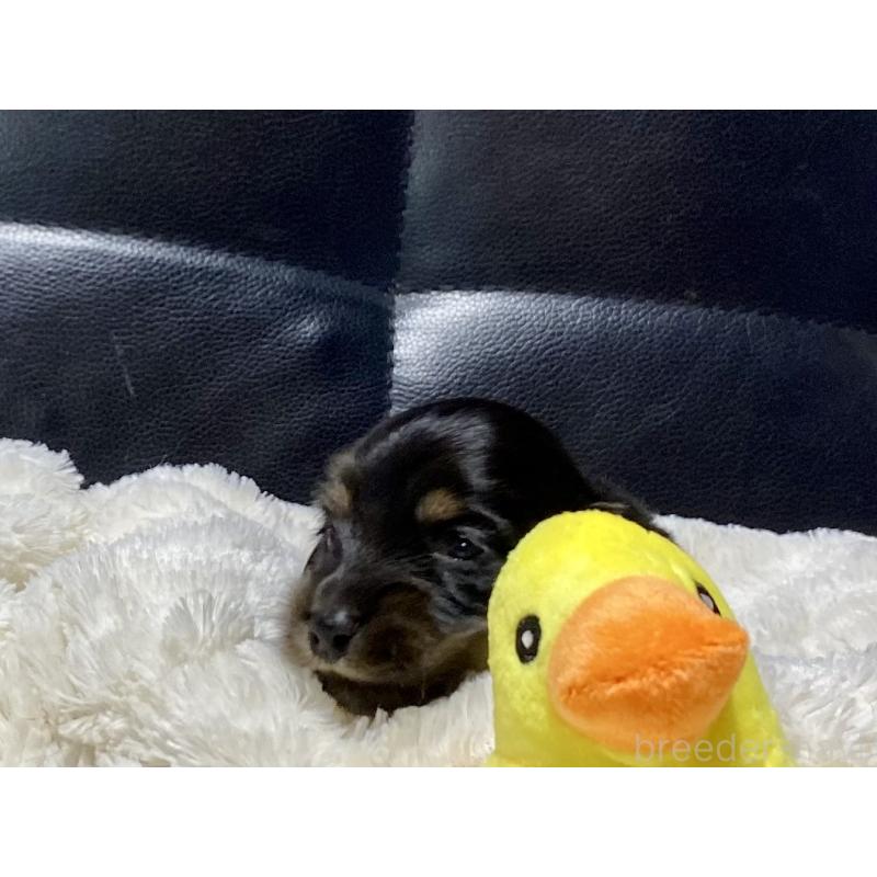 商談中の岐阜県のミニチュアダックスフンド(ロングヘアード)-450268の3枚目