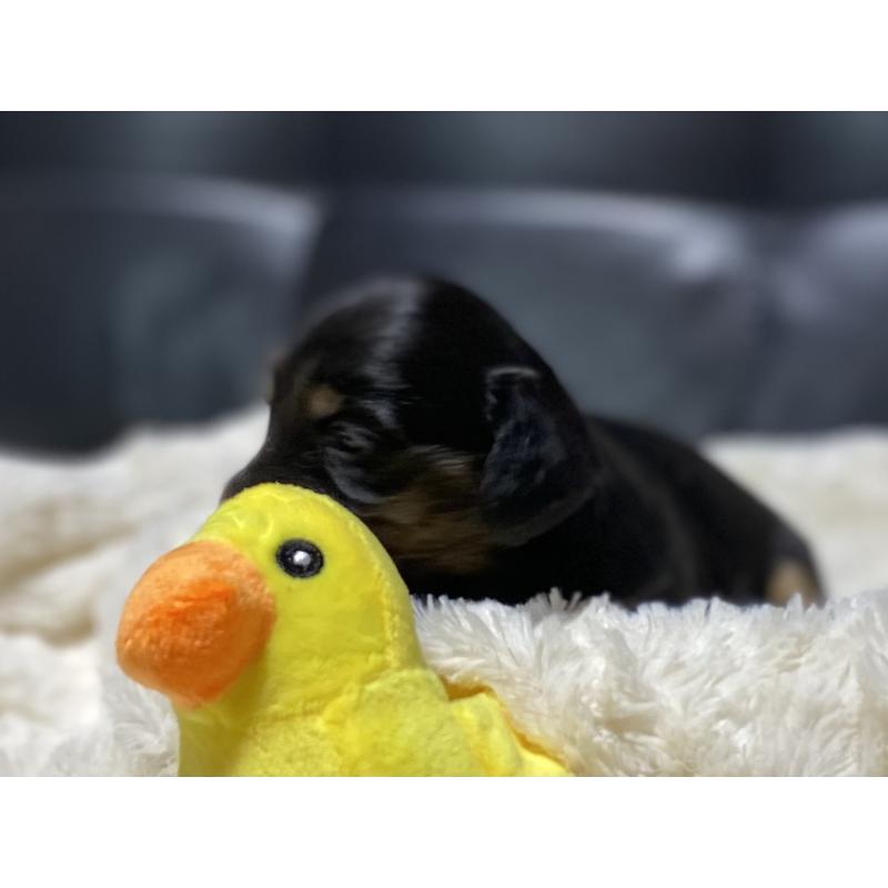 商談中の岐阜県のミニチュアダックスフンド(ロングヘアード)-450268の2枚目