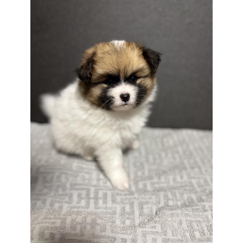 販売中の石川県のミックス犬-447207の2枚目