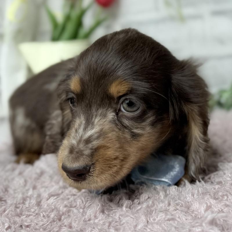 販売中の埼玉県のミニチュアダックスフンド(ロングヘアード)-450269の9枚目