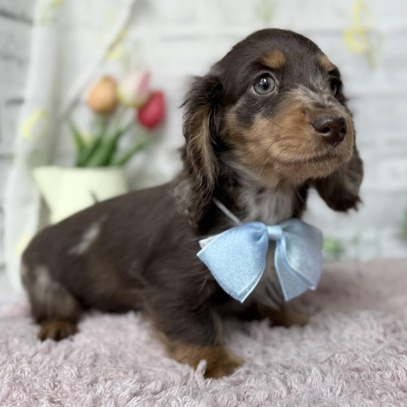 販売中の埼玉県のミニチュアダックスフンド(ロングヘアード)-450269の8枚目