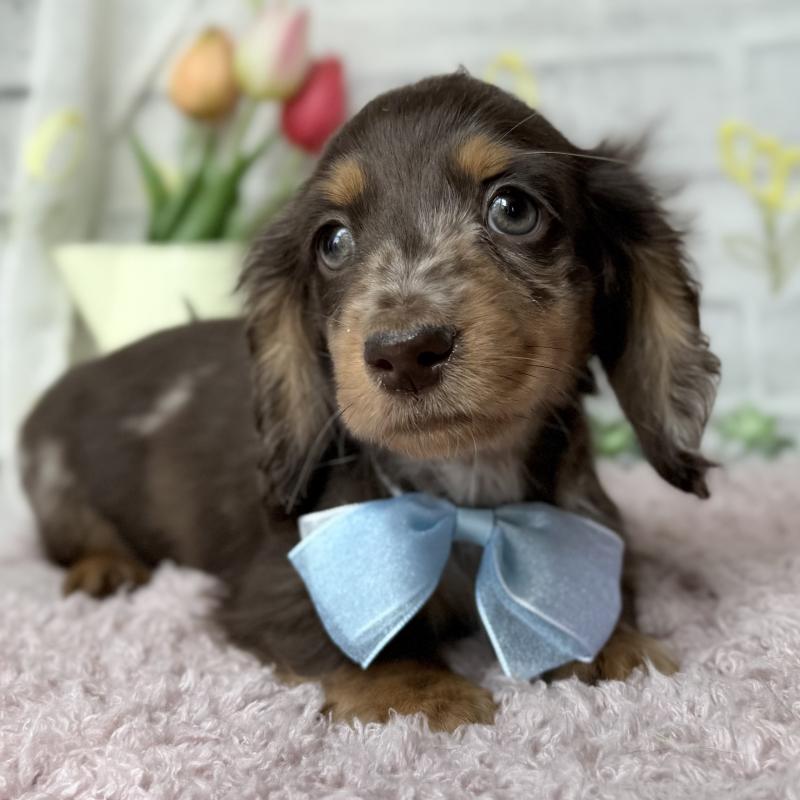 販売中の埼玉県のミニチュアダックスフンド(ロングヘアード)-450269の7枚目