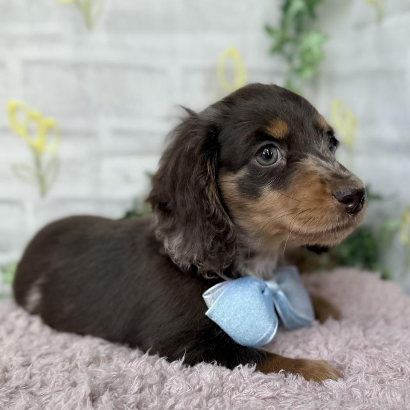 販売中の埼玉県のミニチュアダックスフンド(ロングヘアード)-450269の6枚目