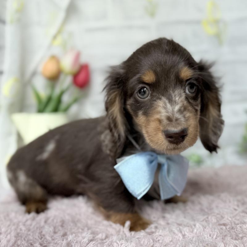 販売中の埼玉県のミニチュアダックスフンド(ロングヘアード)-450269の5枚目