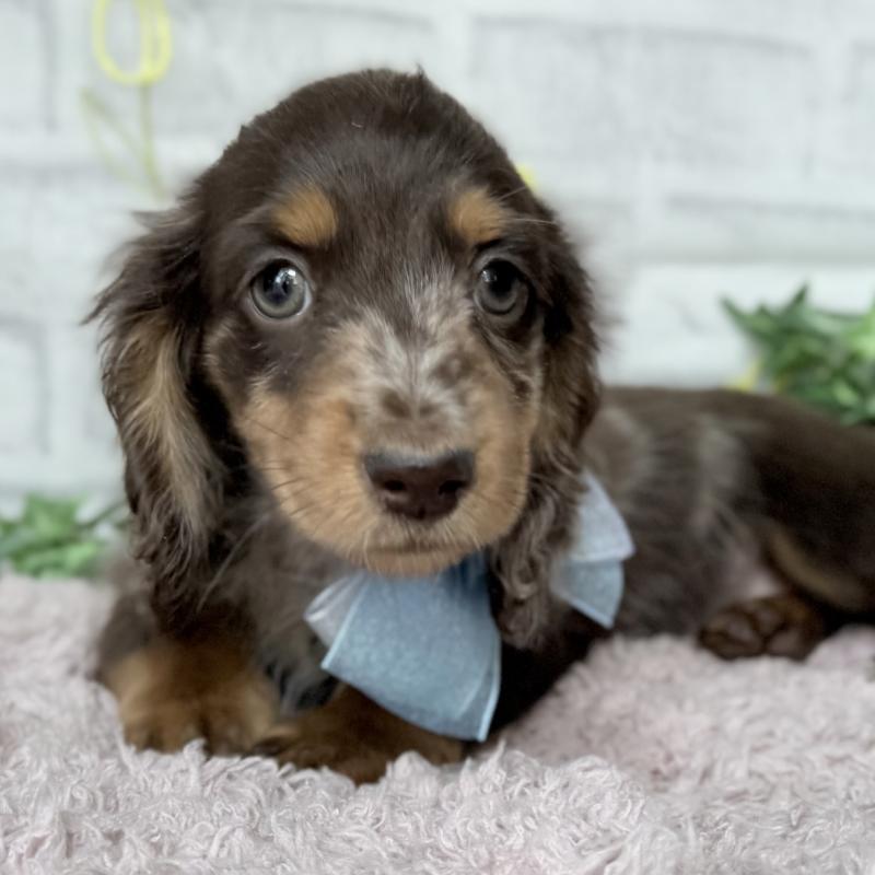 販売中の埼玉県のミニチュアダックスフンド(ロングヘアード)-450269の4枚目