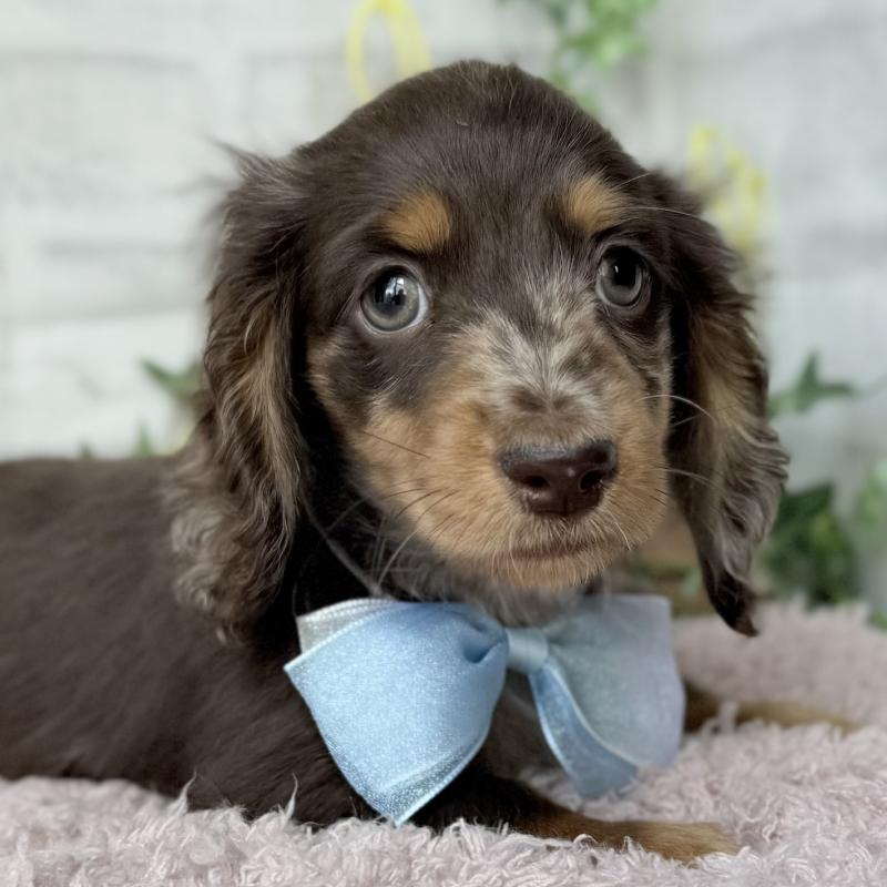 販売中の埼玉県のミニチュアダックスフンド(ロングヘアード)-450269の3枚目