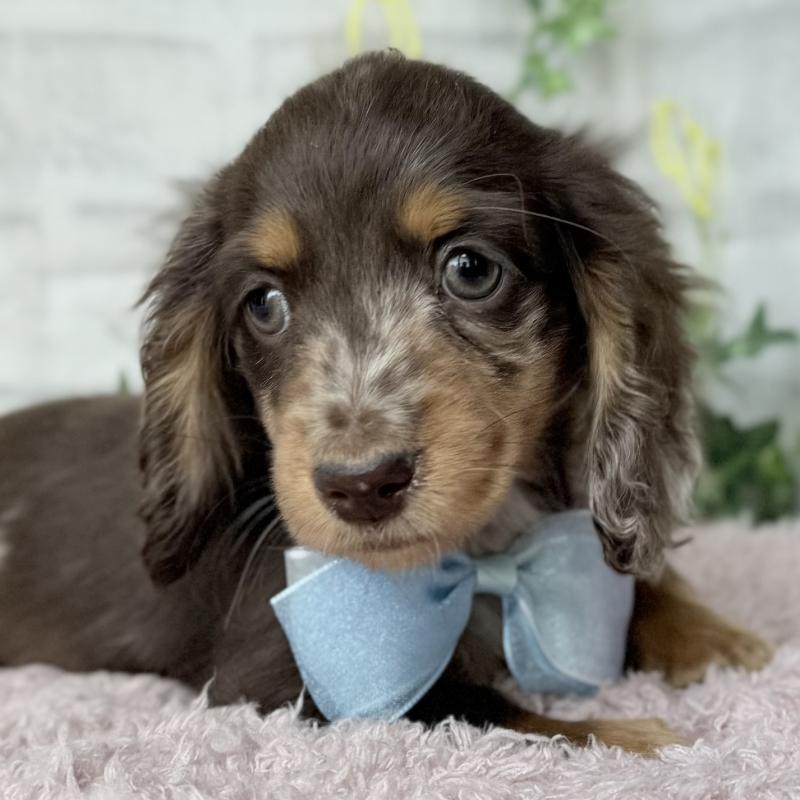 販売中の埼玉県のミニチュアダックスフンド(ロングヘアード)-450269の2枚目