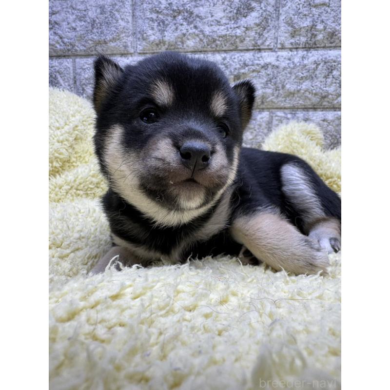 販売中の茨城県の豆柴-450270の4枚目