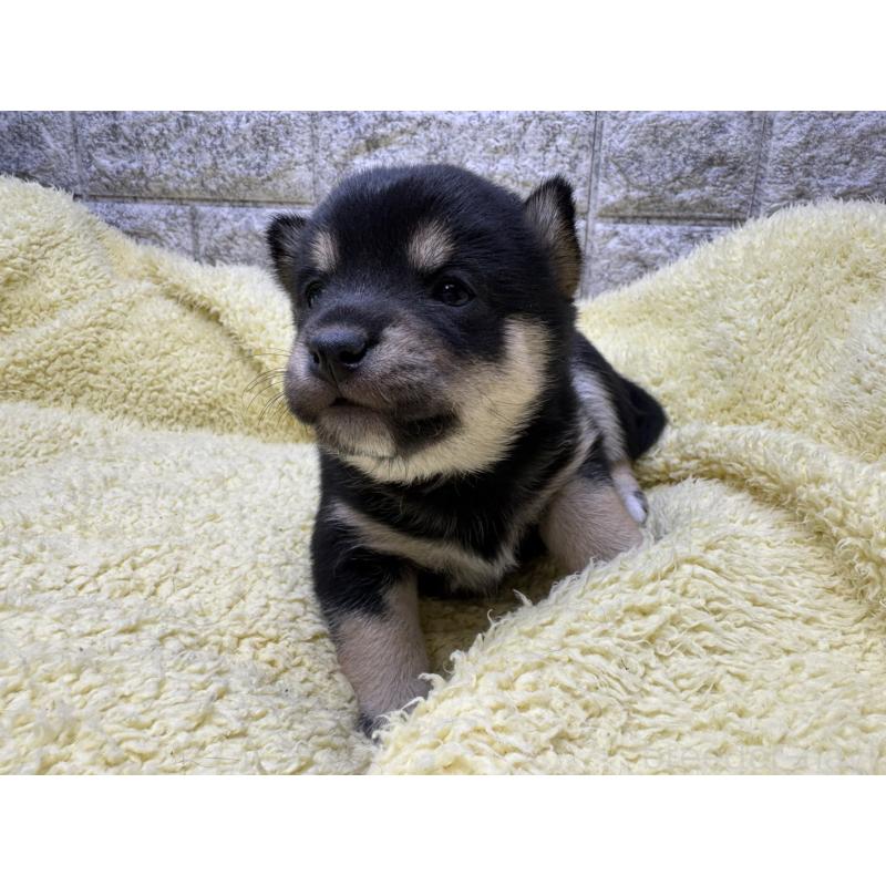 販売中の茨城県の豆柴-450270の3枚目